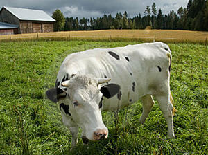 Cow